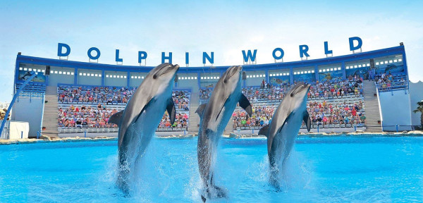 DOLPHIN SHOW IN HURGHADA